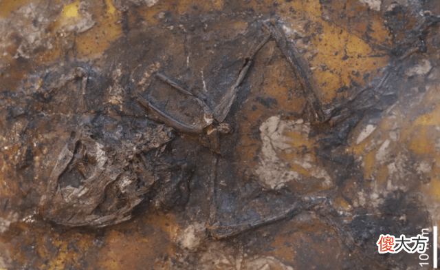 青蛙交配时死亡，化石4500万年后被人类围观，研究：交配时淹死的