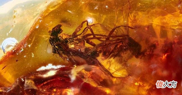 青蛙交配时死亡,化石4500万年后被人类围观,研究:交配时淹死的