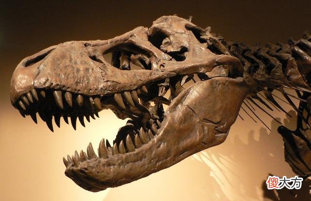 青蛙交配时死亡，化石4500万年后被人类围观，研究：交配时淹死的