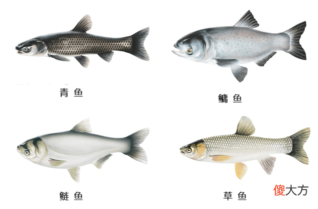 珠江已被侵入！广东矿坑出现“泰国鲮鱼”，未来会扩散至长江吗？