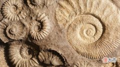两百多条鱼，为何同时被封印在化石里五千万年？原因很难说清