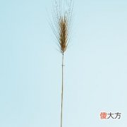 十二星座中哪些女生比较有担当