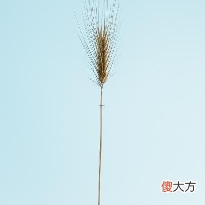 十二星座中哪些女生比较有担当