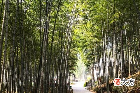 梦见粗大竹子