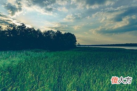 梦见拔草