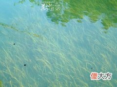梦见老家满水
