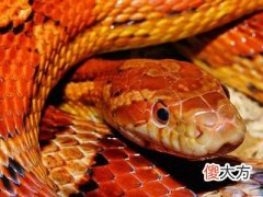 梦见蛇绕腰