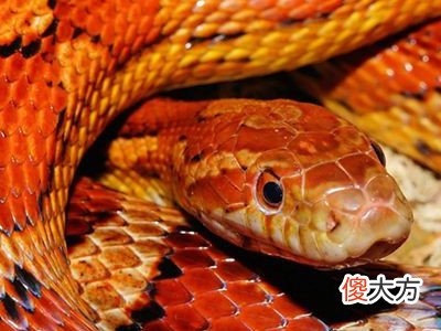 梦见蛇绕腰