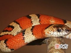梦见大蛇爬树