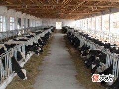 梦见牛棚