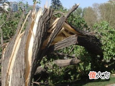 梦见风吹树
