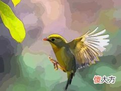 梦见鸟落头顶