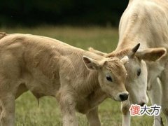 梦见刚出生的小牛