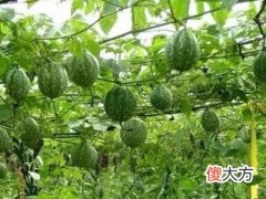 梦见门口有藤藤上有瓜