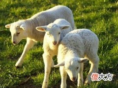 梦见捡到羊羔