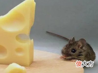 梦见把老鼠踩死了