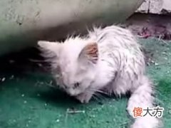 梦见到处流浪