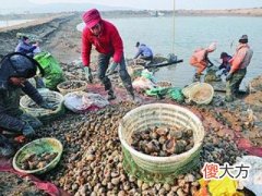 梦见在水里捞海螺