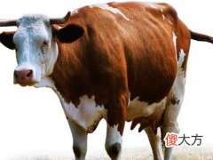 梦见牛咬手