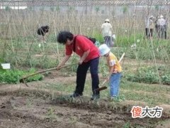 梦见有几个人锄地