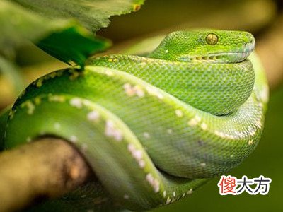 梦见绿色的蛇