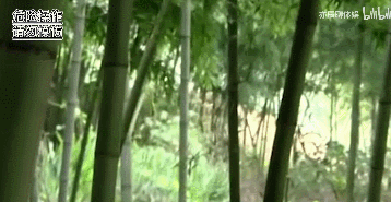 【历史故事】道袍之下，满身肌肉！武当道长早期练功视频流出，这身材鬼见了都发愁！