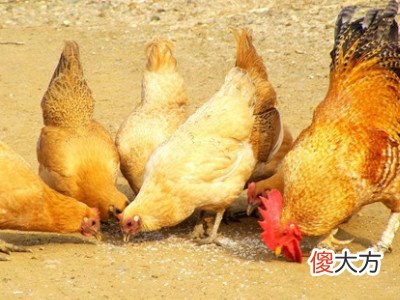 梦见把鸡扔了