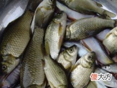 梦见抓了一条鱼吃