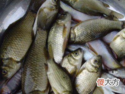 梦见抓了一条鱼吃