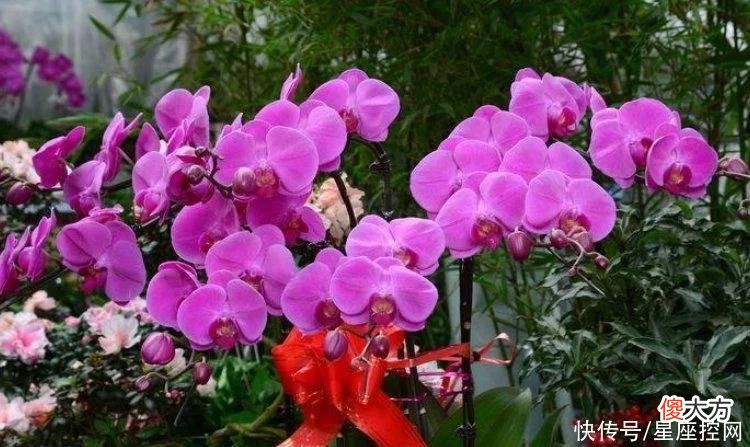 【十二星座】生肖牛遇到了什么生肖的贵人，运势变好，家庭富裕，不愁没钱
