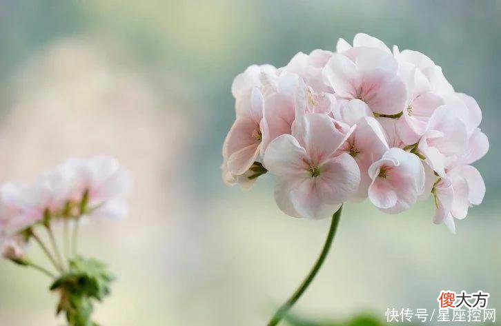 【十二星座】生肖牛遇到了什么生肖的贵人，运势变好，家庭富裕，不愁没钱