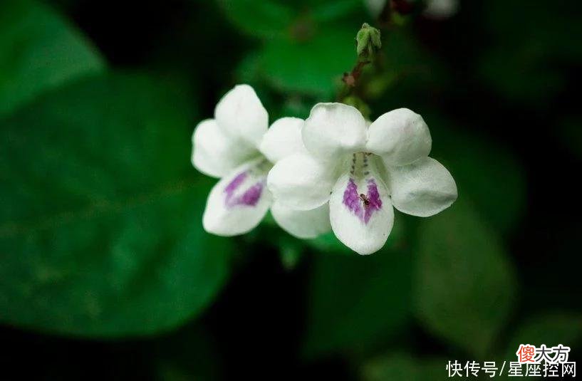 【十二星座】生肖牛遇到了什么生肖的贵人，运势变好，家庭富裕，不愁没钱
