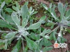 梦见扯野菜