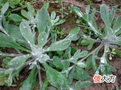 梦见扯野菜