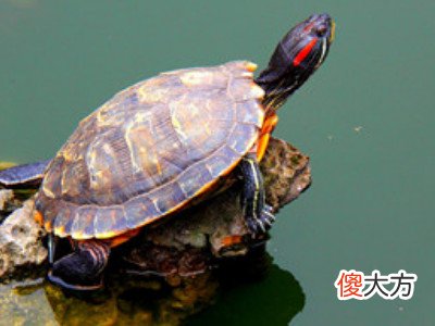 梦见踩死一只乌龟