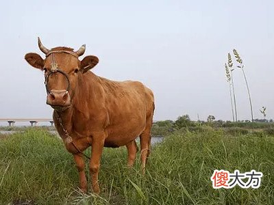 梦见寻牛