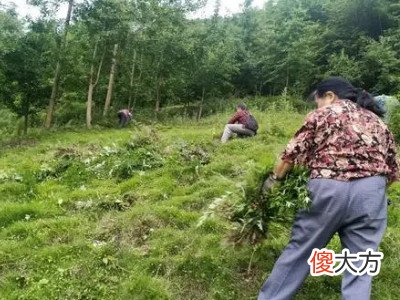梦见清理杂草
