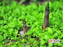 梦见挖冬笋