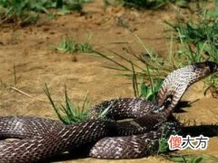 梦见追蛇