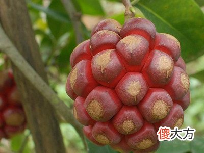 梦见仙果