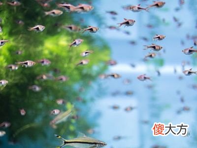 梦见地上很多鱼