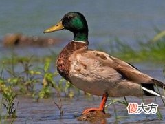 梦见鸭腿
