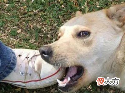 梦见狗跳向我