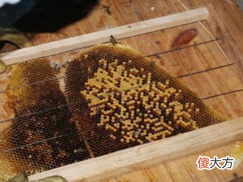 梦见野蜂