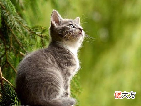 梦见抓小猫