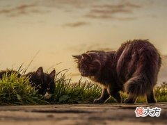 梦见猫打架