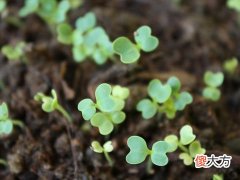 梦见一颗长出来的菜苗
