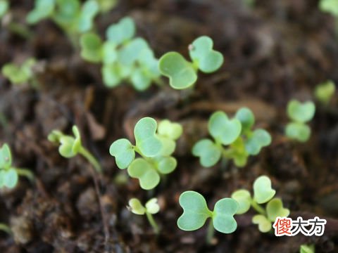 梦见一颗长出来的菜苗
