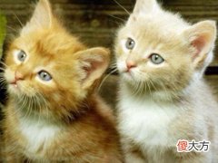 梦见两只猫在打架
