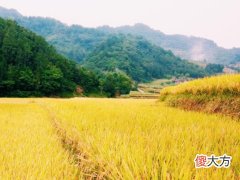 梦见稻田里很多水
